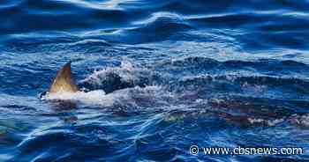Spearfisher killed in Australia's third fatal shark attack in 4 weeks