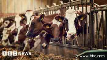 Farmer, 78, trampled by cow was 'tragic' death - sheriff