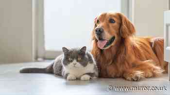 Cat and dog new UK law ‘in force in June’ sees surge in signups