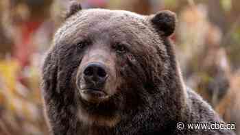 Parks Canada expanding grizzly bear collaring in Banff National Park