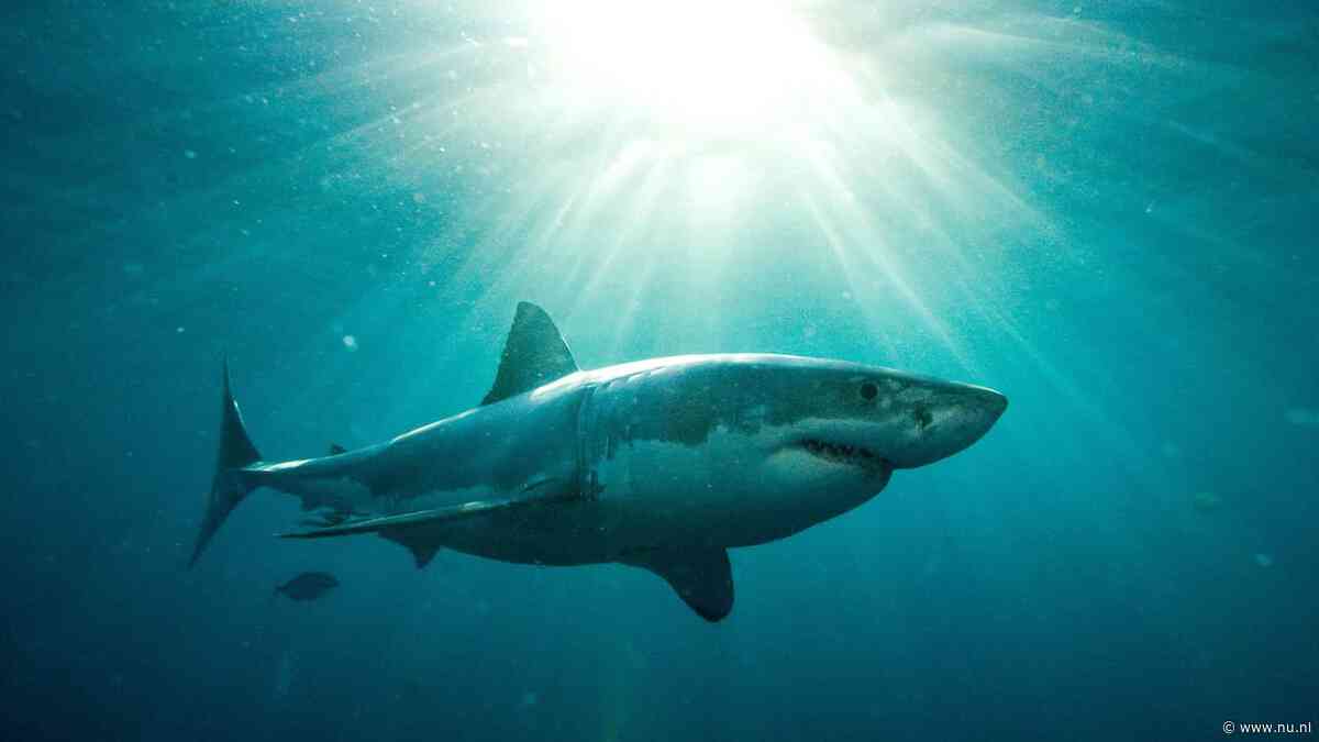 Weer dodelijke haaienaanval bij Australië, haai was vermoedelijk 4,5 meter lang