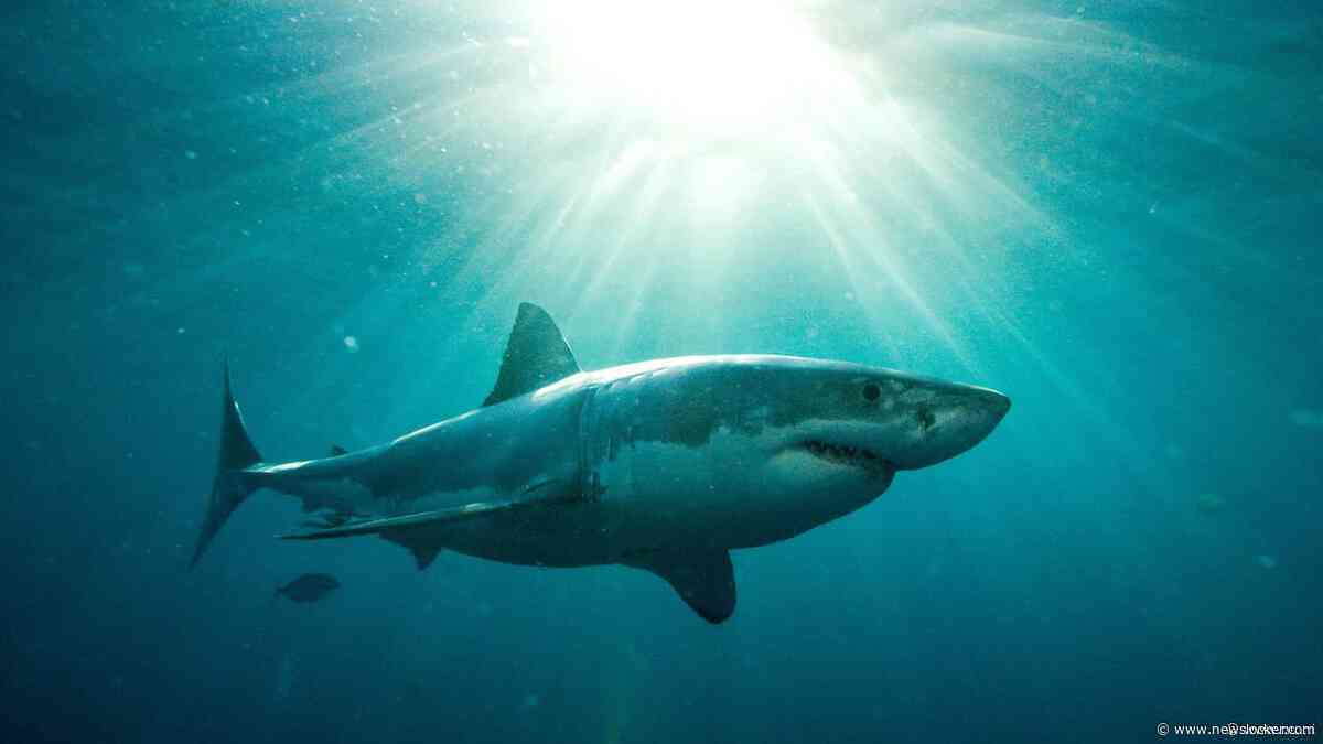 Weer dodelijke haaienaanval bij Australië, haai was vermoedelijk 4,5 meter lang