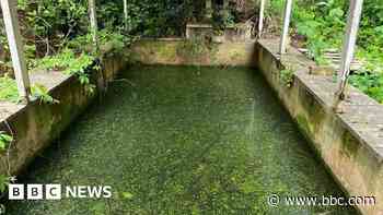 How did 16 cats die in an abandoned garden pond?