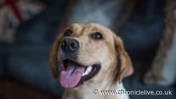 11 million impacted by new 'cat or dog' home 2026 England law