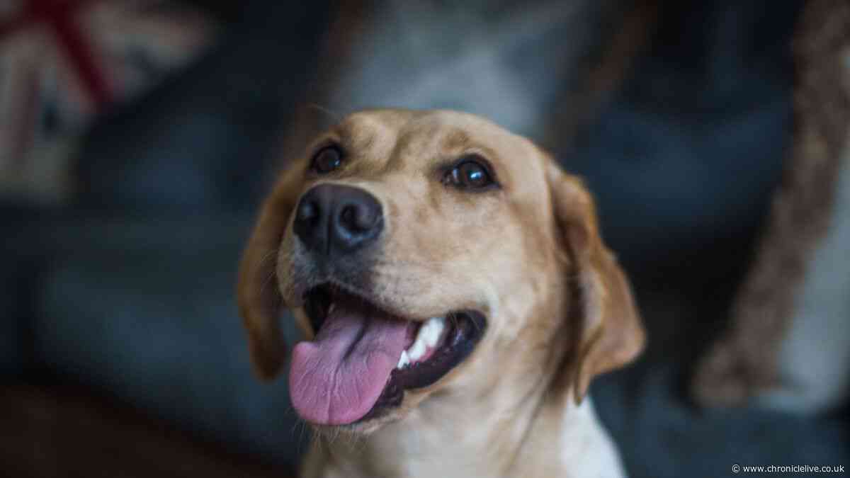 11 million impacted by new 'cat or dog' home 2026 England law