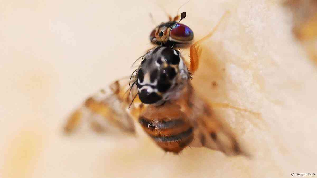 Gefräßiges Insekt aus den Tropen: Was eine kleine Fliege zum Superschädling werden könnte