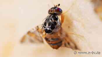 Gefräßiges Insekt aus den Tropen: Was eine kleine Fliege zum Superschädling werden könnte