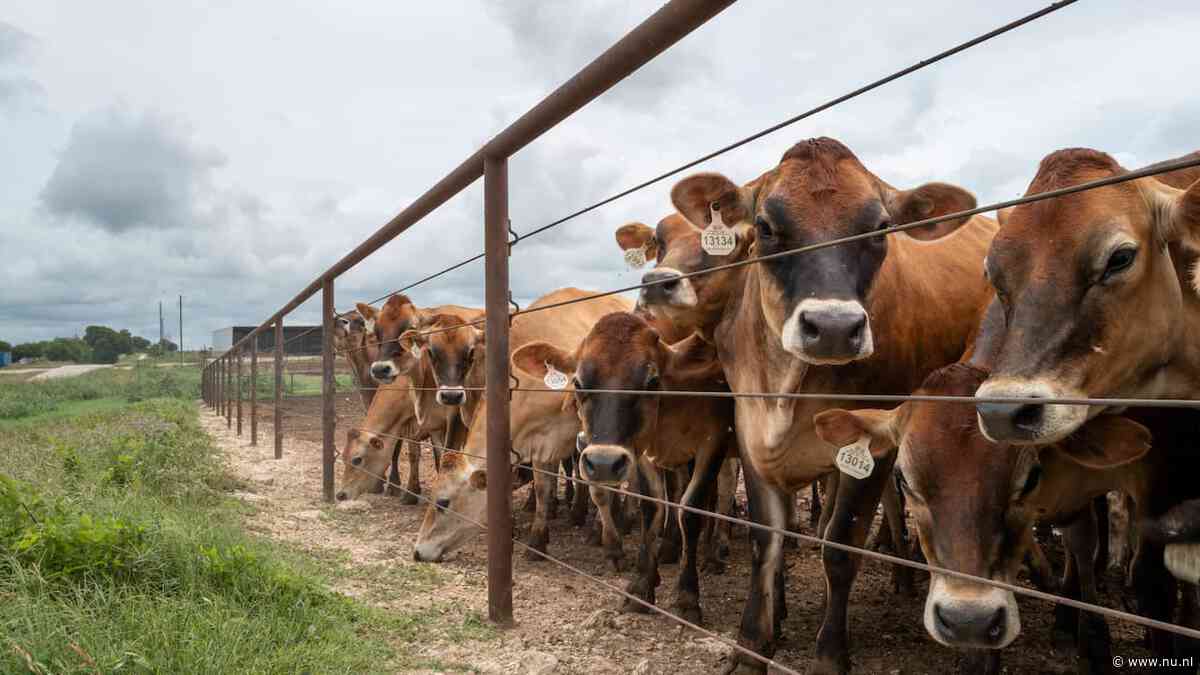Canada weigert vee uit Texas na uitbraak van vleesetende schroefwormvlieg