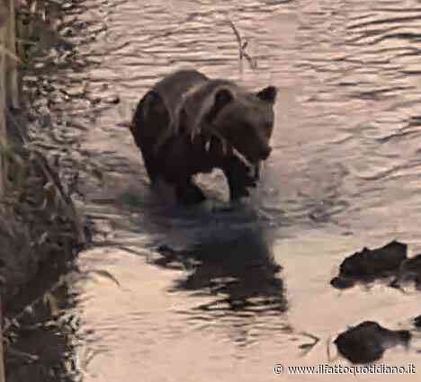 Orso a spasso nel fiume a Castel di Sangro: il bagno rinfrescante del giovane esemplare