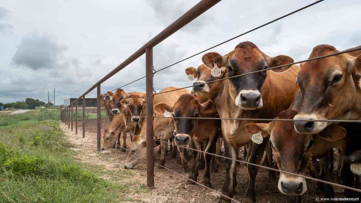 Canada weigert vee uit Texas na uitbraak van vleesetende schroefwormvlieg