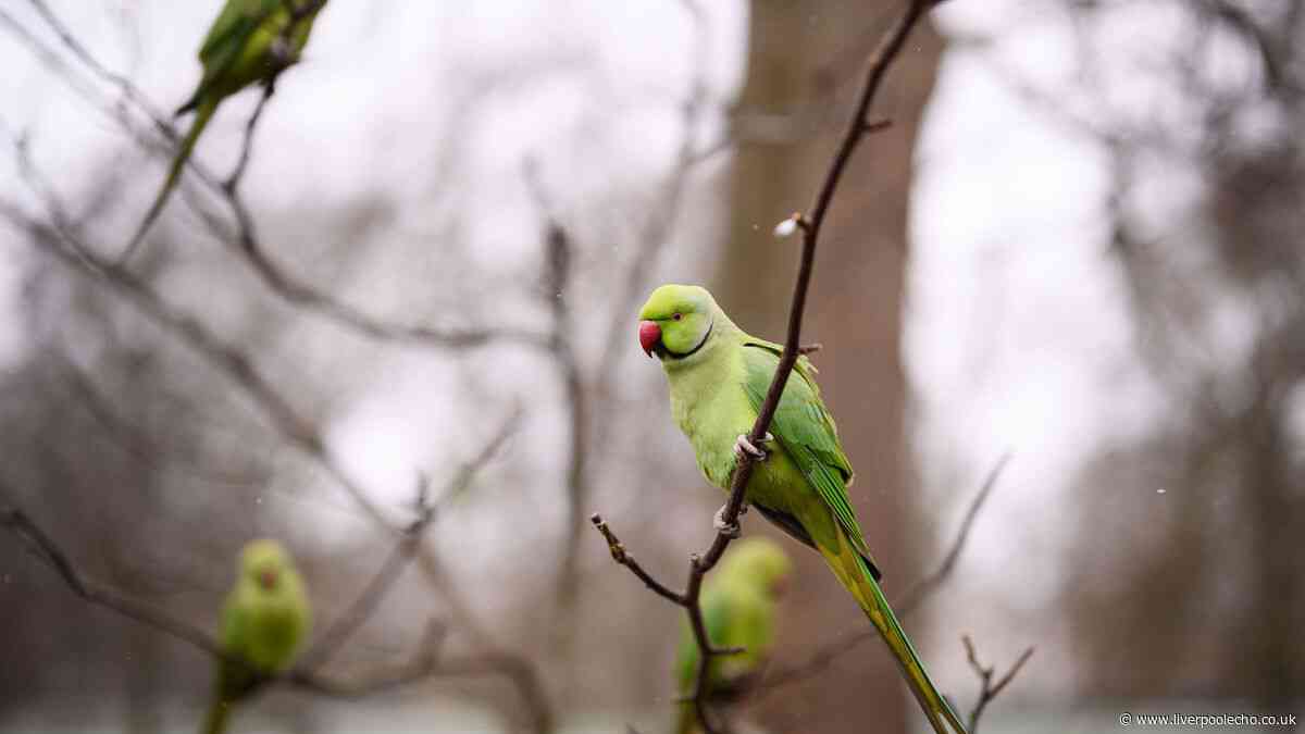 Attract parakeets to your garden by leaving out 1 vegetable for them