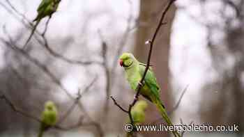 Attract parakeets to your garden by leaving out 1 vegetable for them