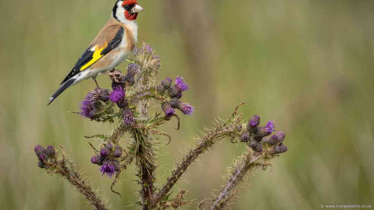 Plant this one flower in June to get finches flocking to your garden