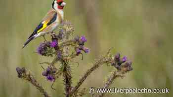 Plant this one flower in June to get finches flocking to your garden