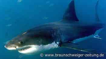 Dritter Haiangriff in einem Monat: Taucher in Australien gestorben