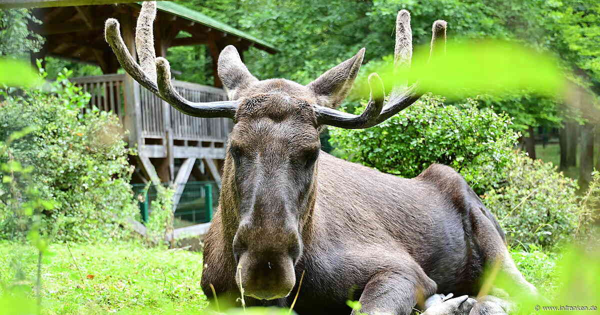 Die 5 schönsten Wildparks Frankens - Nummer 1 mit kostenlosem Eintritt