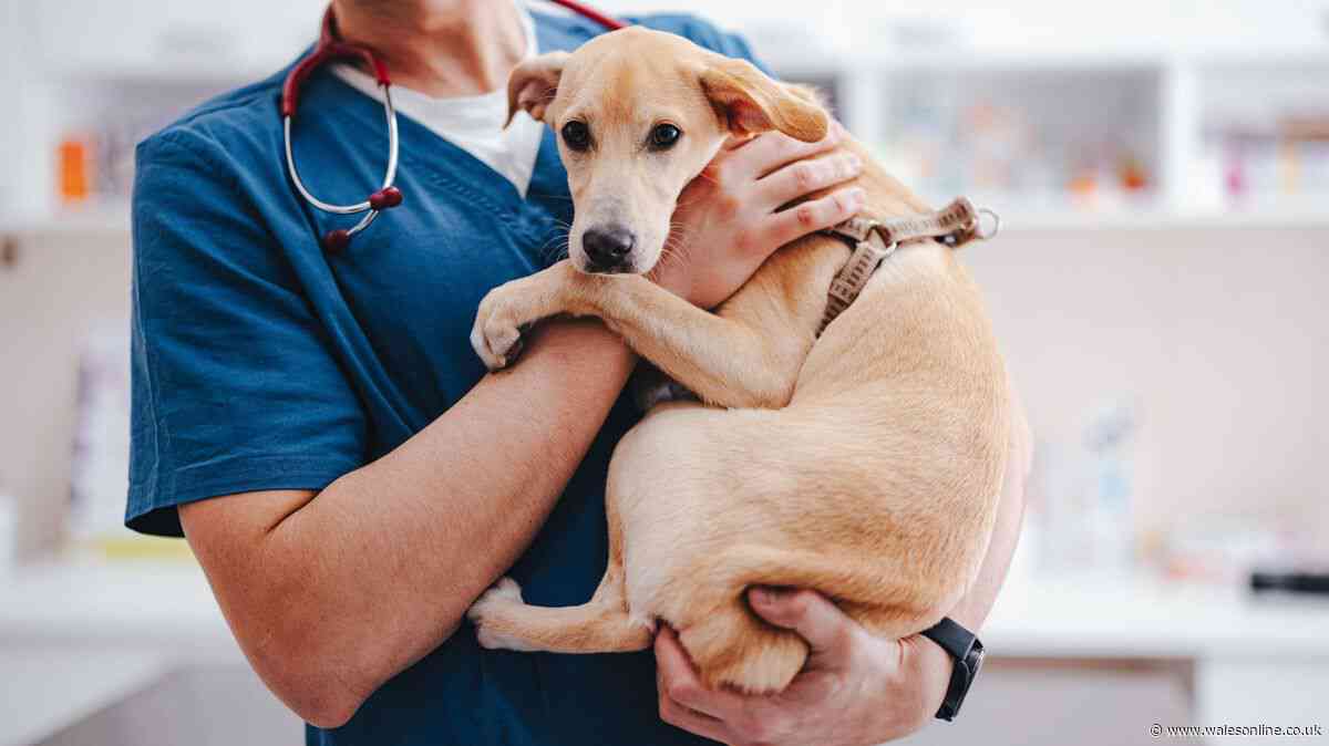 Vet's 'small and pointy' alert all dog owners should 'check' for