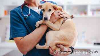 Vet's 'small and pointy' alert all dog owners should 'check' for
