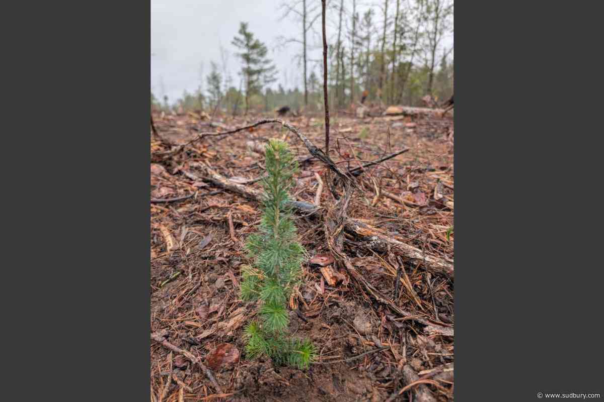 Forests Canada and Algonquin College students lead regreening effort in provincial park
