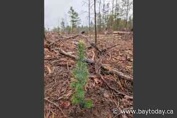 Forests Canada and Algonquin College students lead regreening effort in provincial park