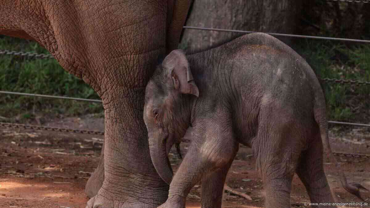 Tragisches Ende: Warum der Zoo Zürich das Elefantenbaby einschläfern musste