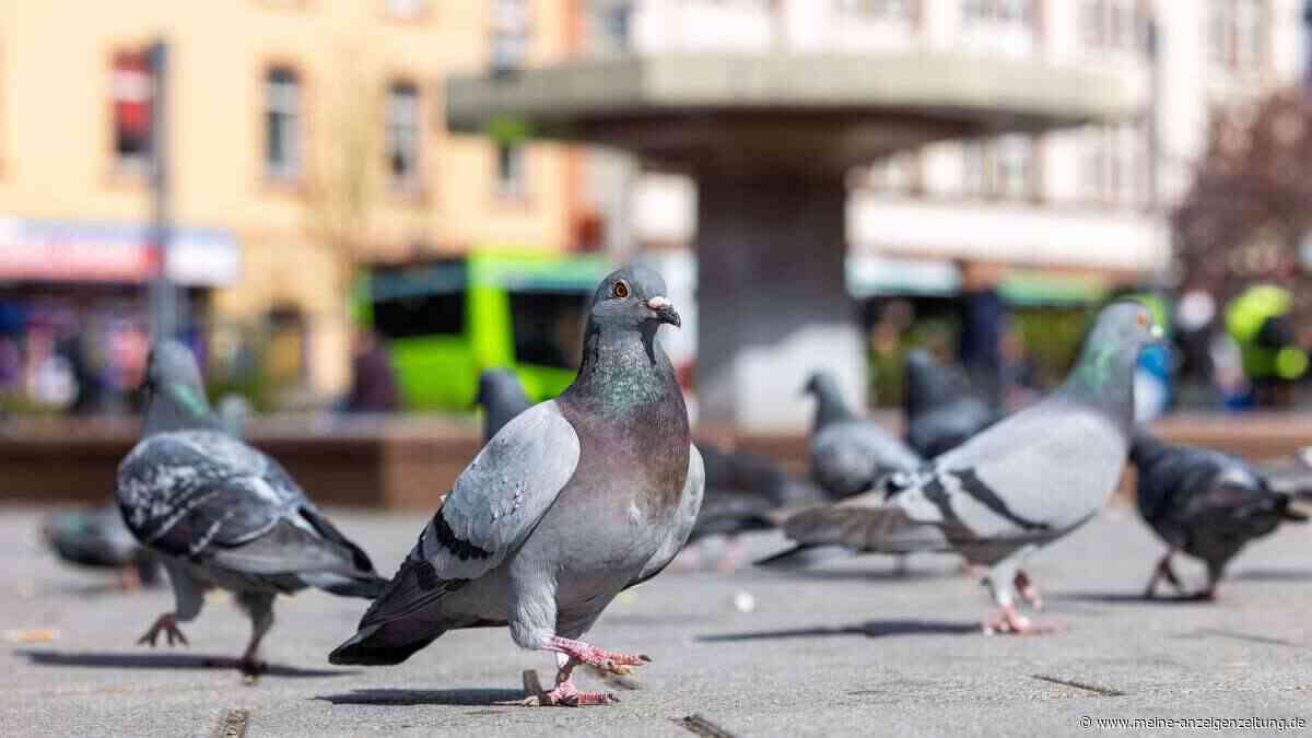 Neue Studie: Vögel haben Angst vor Frauen – Forscher rätseln über Phänomen