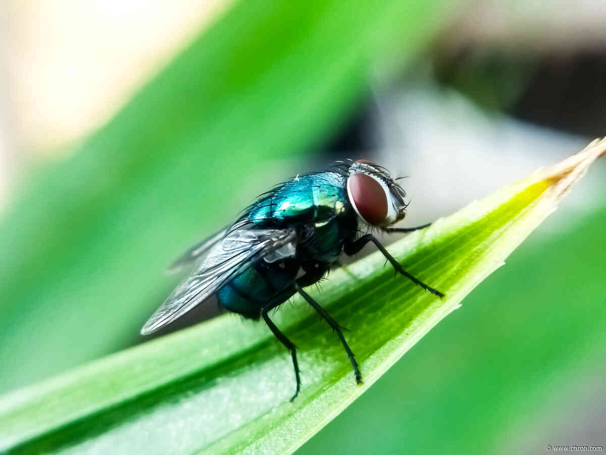 Texas just confirmed a second case of the flesh-eating screwworm
