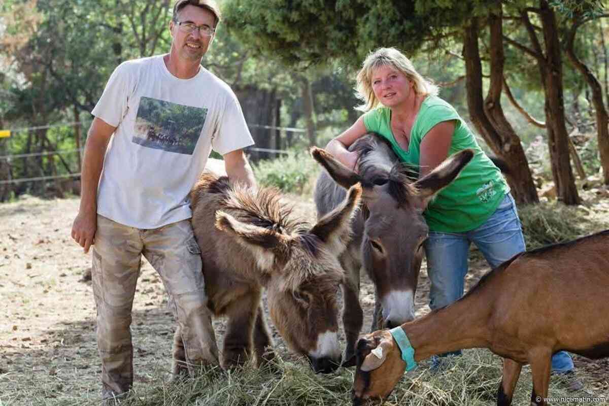 « Je le fais pour nos animaux » : pour s’agrandir et améliorer les conditions de vie de ses bêtes, cette chèvrerie de Saint-Cézaire-sur-Siagne lance un appel aux dons