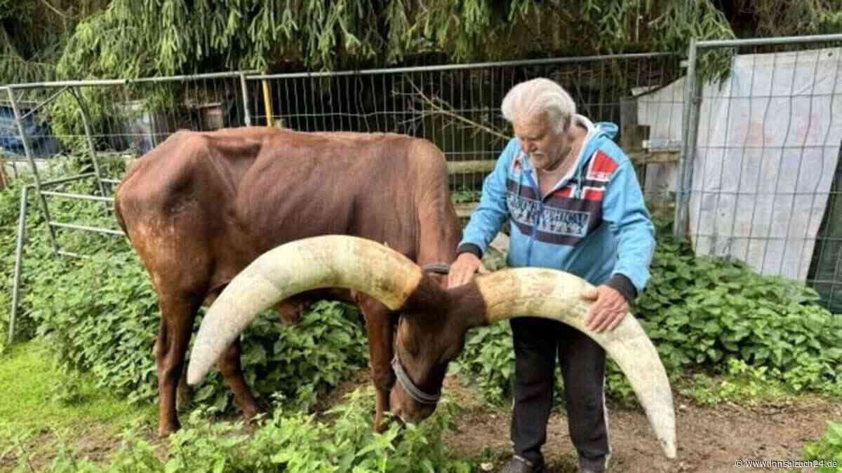 Größtes Hörndlviech: Warum ein Watussi Hans Gottbrecht aus Taufkirchen wie ein Hündchen folgt