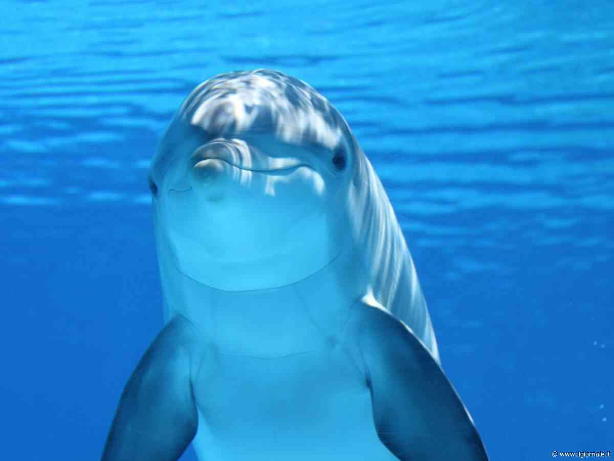 Uno studio rivela che le femmine di delfino riconoscono i maschi violenti dal fischio. Altro che catcalling