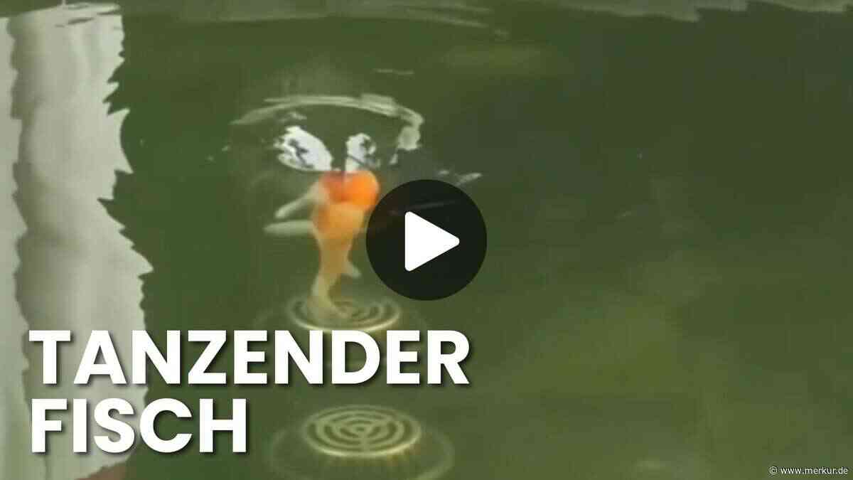 Karpfen dreht durch: Ist das der am schwindeligsten Fisch aller Zeiten?