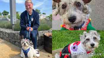 Meet paw-fect therapy dog Daisy, bringing joy to hospital patients with fetching outfits