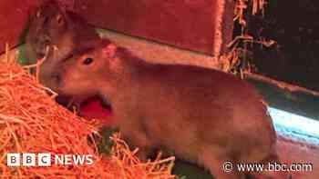 Zoo reports 'several sightings' of escaped capybara