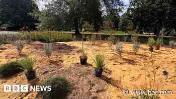 Chelsea Flower Show's Australian garden replanted