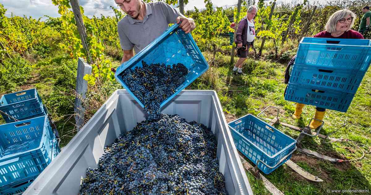 Nederlandse wijnboeren beleven bijzonder jaar: op één na hoogste druivenoogst ooit