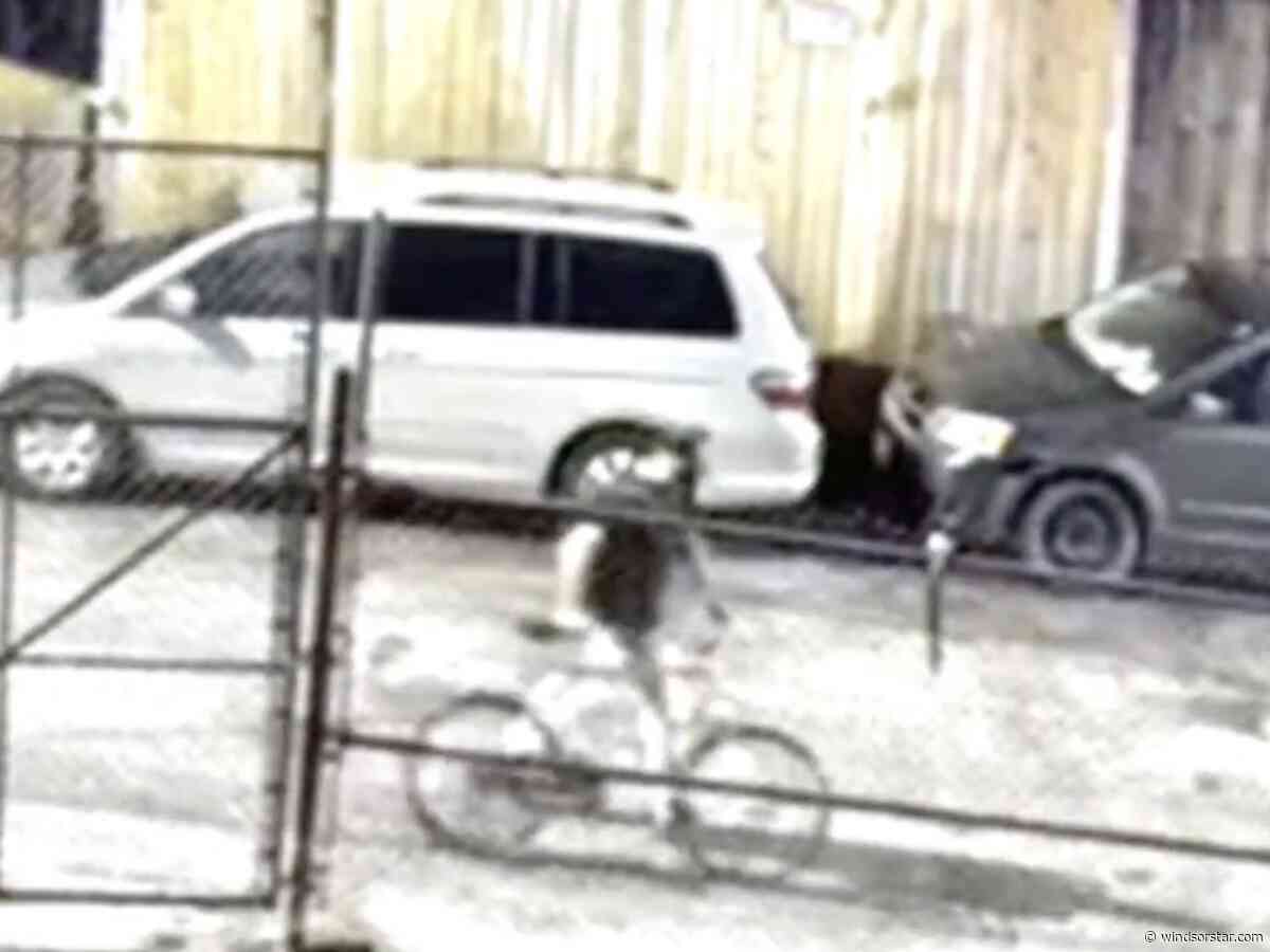 Windsor police seeking arson suspect after Walkerville business fire