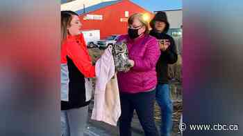 Winnipeg-area wildlife rescue to close after nearly 2 decades rehabilitating animals
