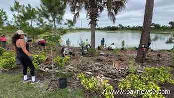 Sarasota microforest fights flooding in Palmer Ranch community