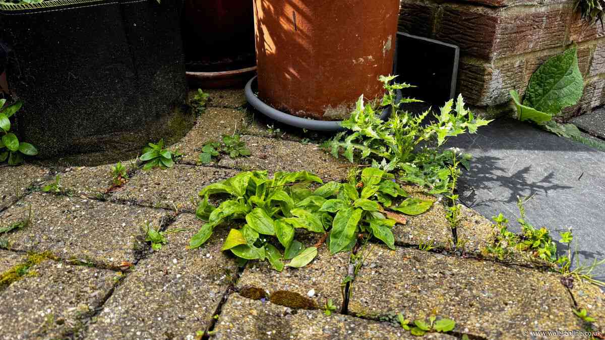 My patio was covered in weeds until I used 3 cheap kitchen staples everyone has