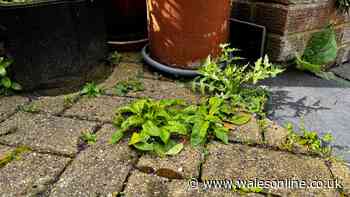 My patio was covered in weeds until I used 3 cheap kitchen staples everyone has