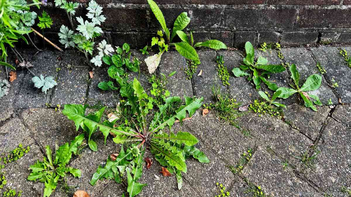I banish weeds from my patio by using 3 kitchen items everyone owns