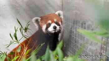 Taipei Zoo welcomes pair of red pandas from China, first in over a decade