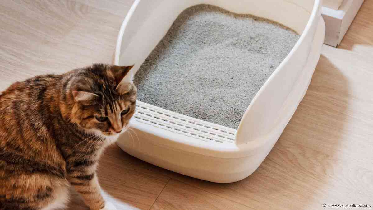I tested over 10 cat litters for my pet - 1 stood out as the best
