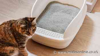 I tested over 10 cat litters for my pet - 1 stood out as the best