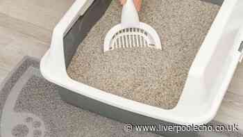 I've tried over 10 cat litters for my pet - 1 is worth the money