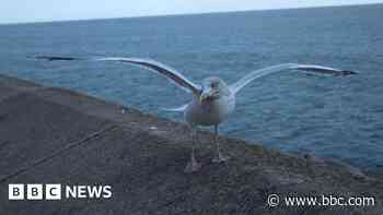 Calls to speed up food waste plans to thwart gulls