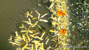 Chemists Capture a Bizarre Molecular Structure Never Seen Before
