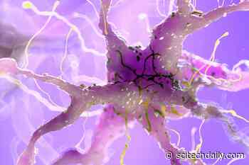 Cambridge Scientists Just Reversed a Form of Nerve Damage Once Thought Permanent