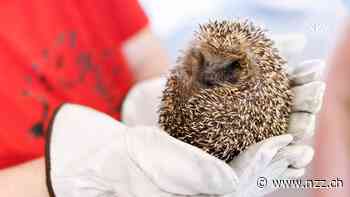 Untier des Jahres: Der Igel stinkt zum Himmel und ist ein Stalker
