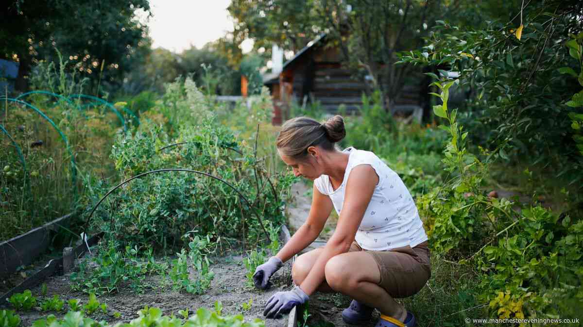Gardeners 'swear by' £6 solution to kill nettles, ivy, brambles, and weeds in hours